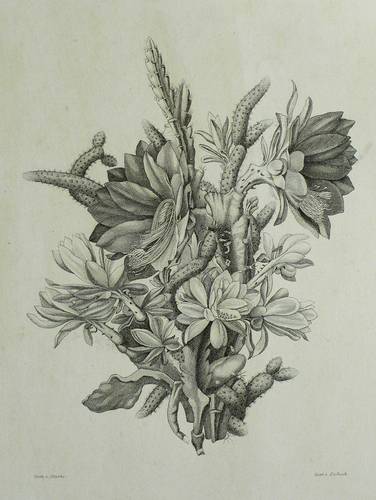 Kakteen - Blüten verschiedener Kakteen - Blüten verschiedener Kakteen - Cactus Blüthen