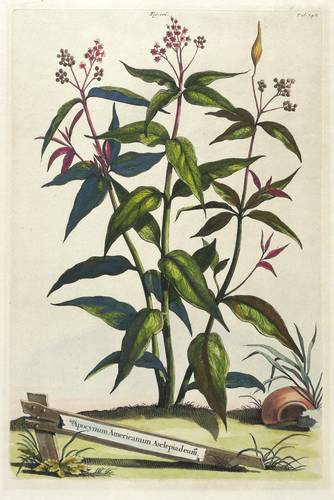 Hundsgift - Apocynum americanum asclepiadeum - Apocynum americanum asclepiadeum - Apocynum americanum asclepiadeum