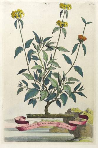 Wollkraut / Königskerzen - Jerusalems-Salbei / Strauchiges Wollkraut - Jerusalems-Salbei / Strauchiges Wollkraut - Verbascum salviae folio arborescen flore luteo