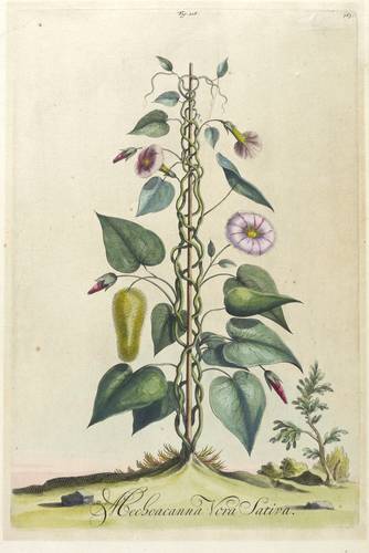 Winden - Mechoacanna / Mechoakanwinde - Mechoacanna / Mechoakanwinde - Mechoacanna vora sativa