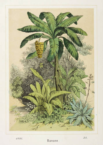 Nutzpflanzen - Bananen (Musa) - Bananen (Musa) - Banane