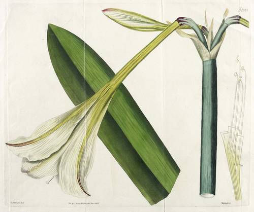 Amaryllis - Rittersterne (Hippeastrum elegans) - Rittersterne (Hippeastrum elegans) - 