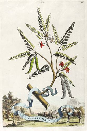 Gehölze - Tamarindenbaum (Tamarindus indica) - Tamarindenbaum (Tamarindus indica) - Thamarindus