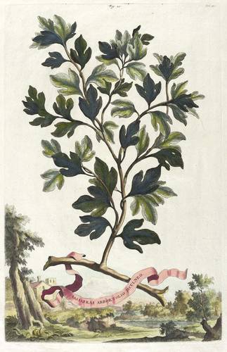 Gehölze - Sassafrasbaum (Sassafras albidum) - Sassafrasbaum (Sassafras albidum) - Sassafras Arbor Folio Ficulneo