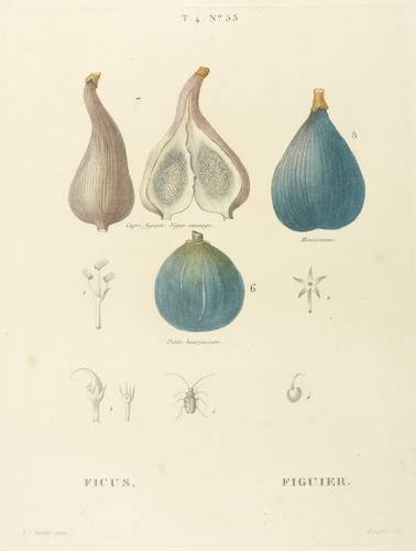 Gehölze - Echte Feige. - Früchte - Echte Feige. - Früchte - Ficus. Figuier