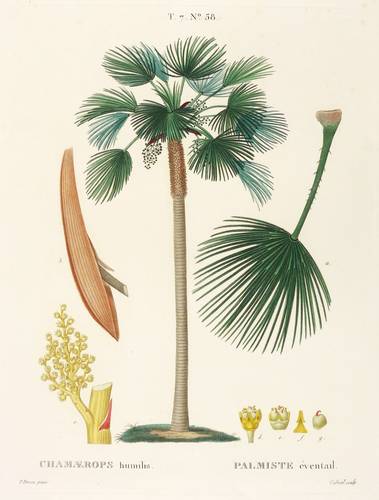 Palmen - Zwergpalme - Zwergpalme - Chamaerops humilis. Palmiste éventail