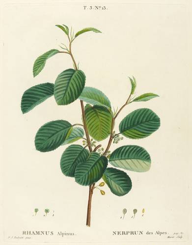 Gehölze - Kreuzdorn (Rhamnus) - Kreuzdorn (Rhamnus) - Rhamnus alpinus. Nerprun des Alpes