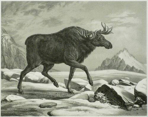 Menzler, Hermann - Elch - Elch - Der Elenhirsch