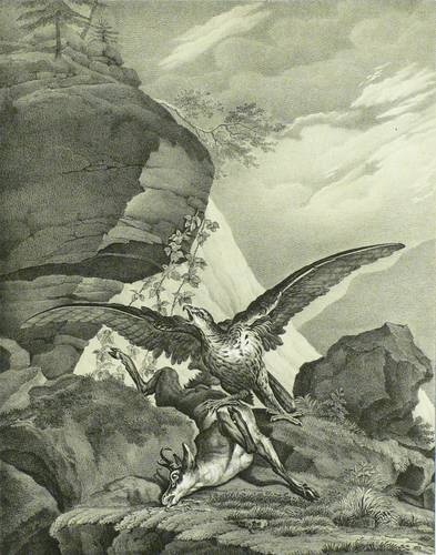 Menzler, Hermann - Bartgeier - Bartgeier - Der Lämmergeier