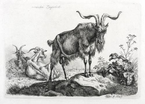 Klein, Johann Adam -  -  - Römischer Ziegenbock