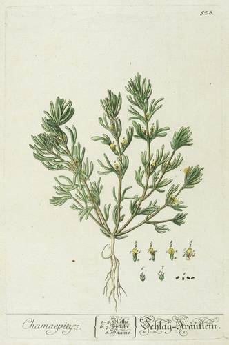 Lippenblütler - Gelber-Günsel (Ajuga chamaepitys) - Gelber-Günsel (Ajuga chamaepitys) - Chamaepitys. Schlag-Kräutlein