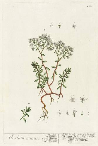 Dickblattgewächse - Weißer Mauerpfeffer (Sedum album) - Weißer Mauerpfeffer (Sedum album) - Sedum minus. Kleine, schmale, weiße Hauswurtz