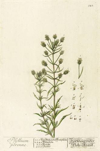 Wegerichgewächse - Flohsamen-Wegerich (Plantago afra) - Flohsamen-Wegerich (Plantago afra) - Psillium perenne. Fortdauerndes Flöh-Kraut