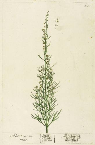 Korbblütler - Eberraute (Artemisia abrotanum) - Eberraute (Artemisia abrotanum) - Abrotanum mas. Stabwurtz Garthof