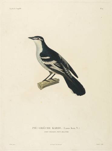 Raupenfänger / Stachelbürzler - Weißbrauen-Raupenfänger (Lalage leucomela karu) - Weißbrauen-Raupenfänger (Lalage leucomela karu) - Pie-Grièche Karou. (Lanius Karu, N.) Port Praslin, Nouv. Irlande