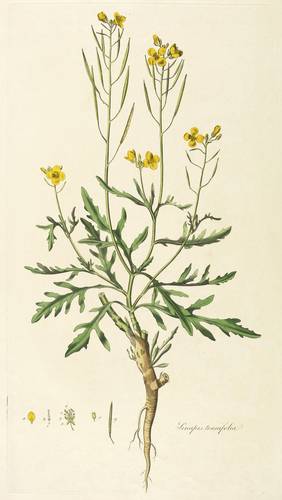 Kreuzblütler - Schmalblättrige Doppelsame (Diplotaxis tenuifolia) - Schmalblättrige Doppelsame (Diplotaxis tenuifolia) - Sinapis tenuifolia