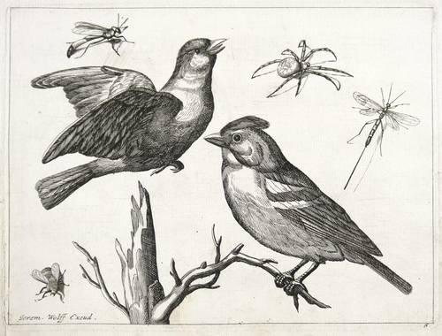 Hafner, Johann Christoph - Zwei Finken mit Insekten und Spinne - Zwei Finken mit Insekten und Spinne - 