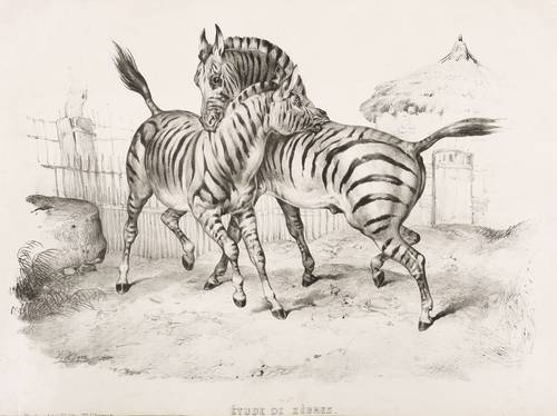 Adam, Victor -  -  - Étude de Zèbres