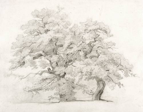 Crola, Georg Heinrich - Baumstudie - Baumstudie - 