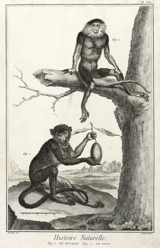 Affen - Makake & Kleideraffe - Makake & Kleideraffe - Le Macaque. Le Douc