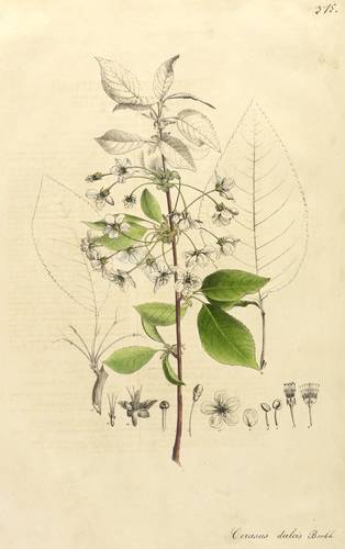 Obst - Kirschen. - Süßkirsche - Kirschen. - Süßkirsche - Cerasus dulcis Borkh.