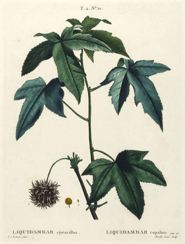 Gehölze - Amerikanischer Amberbaum - Amerikanischer Amberbaum - Liquidambar styraciflua. Liquidambar copalme