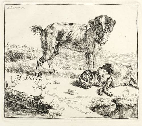 Bartsch, Adam von -  -  - Zwei Hunde