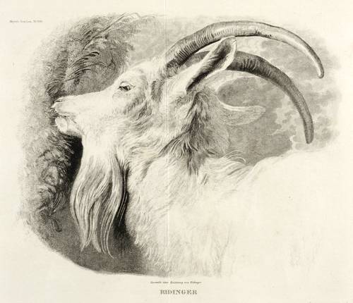 Ziegen - Hausziege. - Ziegenbock - Hausziege. - Ziegenbock - 