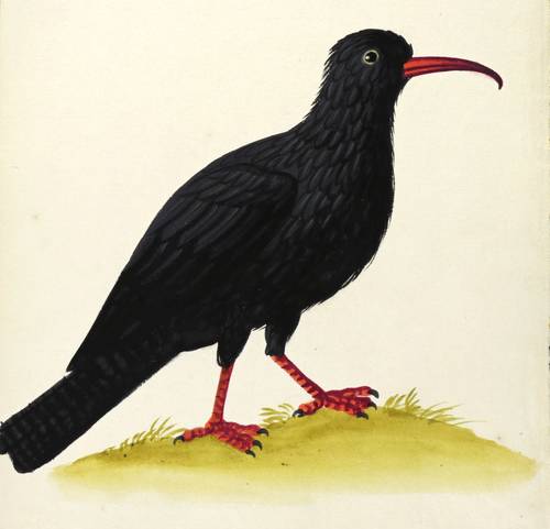 Vögel - Alpenkrähe - Alpenkrähe - Vaniée