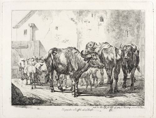 Klein, Johann Adam -  -  - Ungarische Büffel und Schaafe