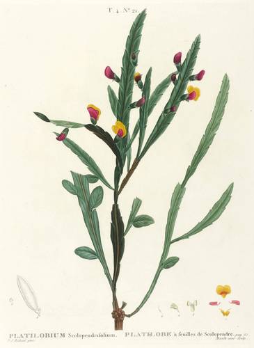 Gehölze - Hirschzungenblättrige Blattschote - Hirschzungenblättrige Blattschote - Platilobium scolopendrifolium. Platilobe à feulles de Scolopendre