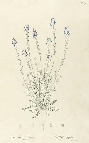 Leinkraut - Portugiesisches Leinkraut (Linaria Sapphirina) - Portugiesisches Leinkraut (Linaria Sapphirina) - Linaria sapphirina. Linaire saphir