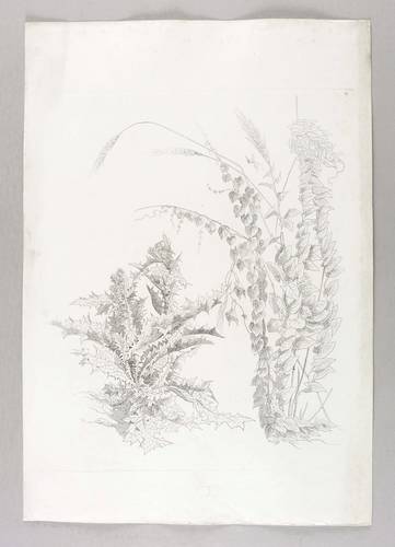 Landschaftsstudien - Distel & Winden - Distel & Winden - 