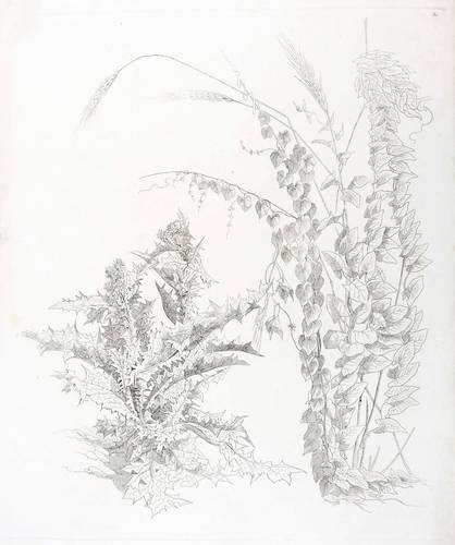 Landschaftsstudien - Distel & Winden - Distel & Winden - 