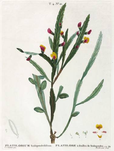 Gehölze - Platterbsen - Platterbsen - Platilobium scolopendrifolium. Platilobe à feulles de Scolopendre