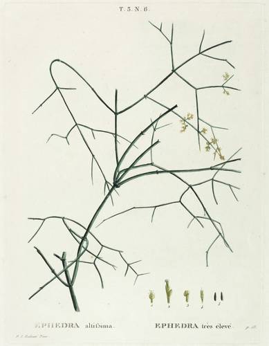 Gehölze - Meerträubel - Meerträubel - Ephedra altissima. Ephedra très élevé