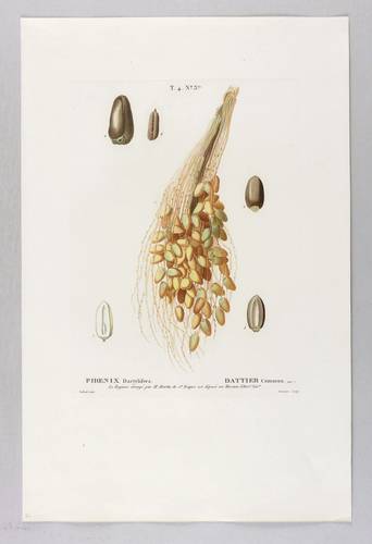 Palmen - Echte Dattelpalme. - Fruchtstand - Echte Dattelpalme. - Fruchtstand - Phoenix dactylifera. Dattier commun.