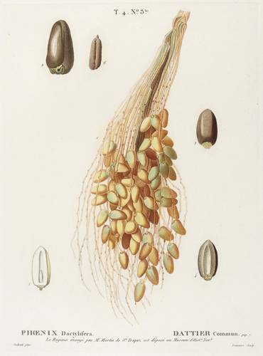 Palmen - Echte Dattelpalme. - Fruchtstand - Echte Dattelpalme. - Fruchtstand - Phoenix dactylifera. Dattier commun.