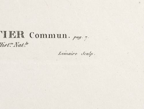 Palmen - Echte Dattelpalme. - Fruchtstand - Echte Dattelpalme. - Fruchtstand - Phoenix dactylifera. Dattier commun.