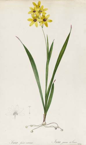 Schwertliliengewächse - Ixia maculata var. fuscocitrina - Ixia maculata var. fuscocitrina - Ixia fusco-citrina. Ixia jaune et brun