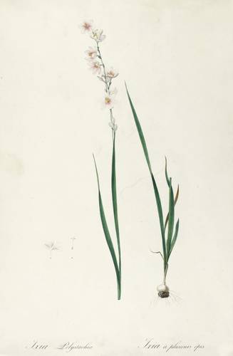 Schwertliliengewächse - Ixia polystachya - Ixia polystachya - Ixia polystachia. Ixia à plusieurs épis