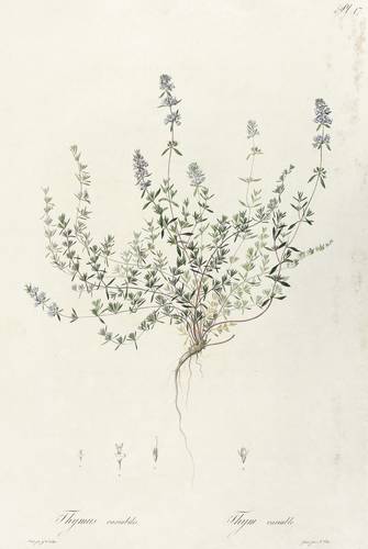 Lippenblütler - Thymus serpyllum - Thymus serpyllum - Thymus variabilis. Thym variable