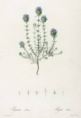 Lippenblütler - Zottiger Thymian - Zottiger Thymian - Thymus villosus. Thym villeux 