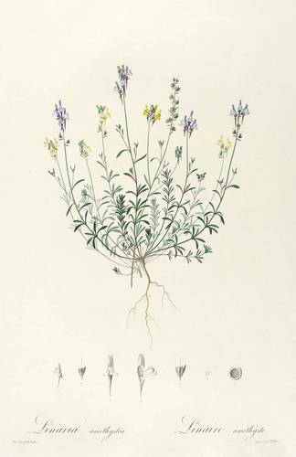 Wegerichgewächse - Leinkräuter - Leinkräuter - Linarea amethystea. Linaire amethyste