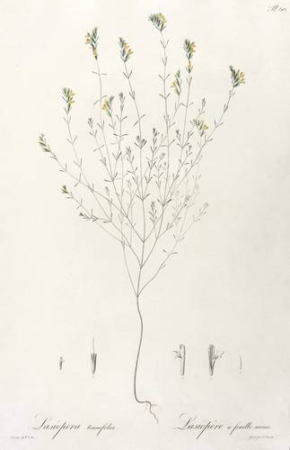 Sommerwurzgewächse - Ruten-Zahntrost (Odontites tenuifolius) - Ruten-Zahntrost (Odontites tenuifolius) - Lasiopera tenuifolia. Lasiopère à feuille mince