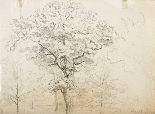 Wentzel, Gottlob Michael -  -  - Baumstudie