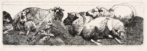Deutscher Radierer -  -  - Sechs liegende Schafe