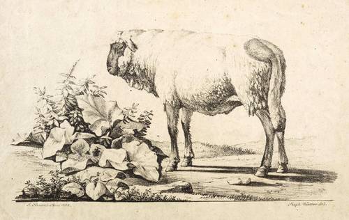 Winter, Raphael -  -  - Stehendes Schaf