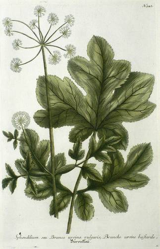 Wiesenpflanzen - Bärenklau - Bärenklau - Bärenklau