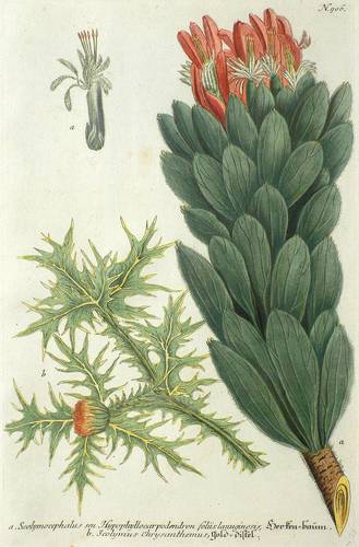 Silberbaumgewächse (Proteen) - Rote Pagoda (Mimetes cucullatus) & Golddistel - Rote Pagoda (Mimetes cucullatus) & Golddistel - Herken-baum. Gold-distel